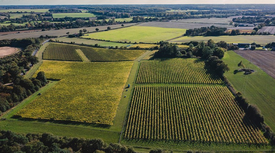 Local Vineyards and Breweries